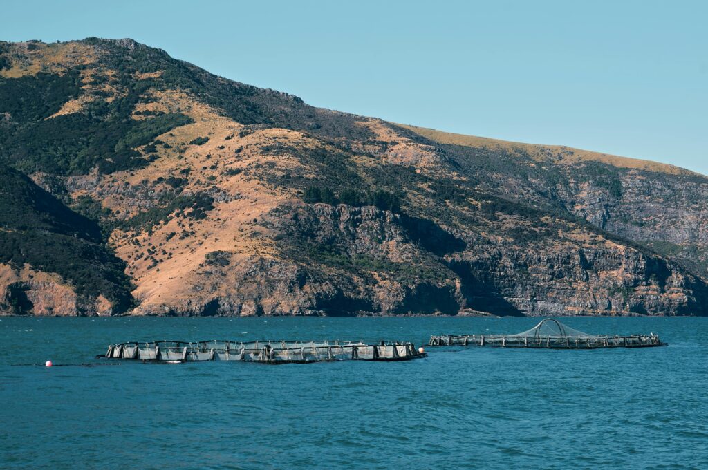 AI in Fisheries Management: Revolutionizing Sustainable Practices - 2024