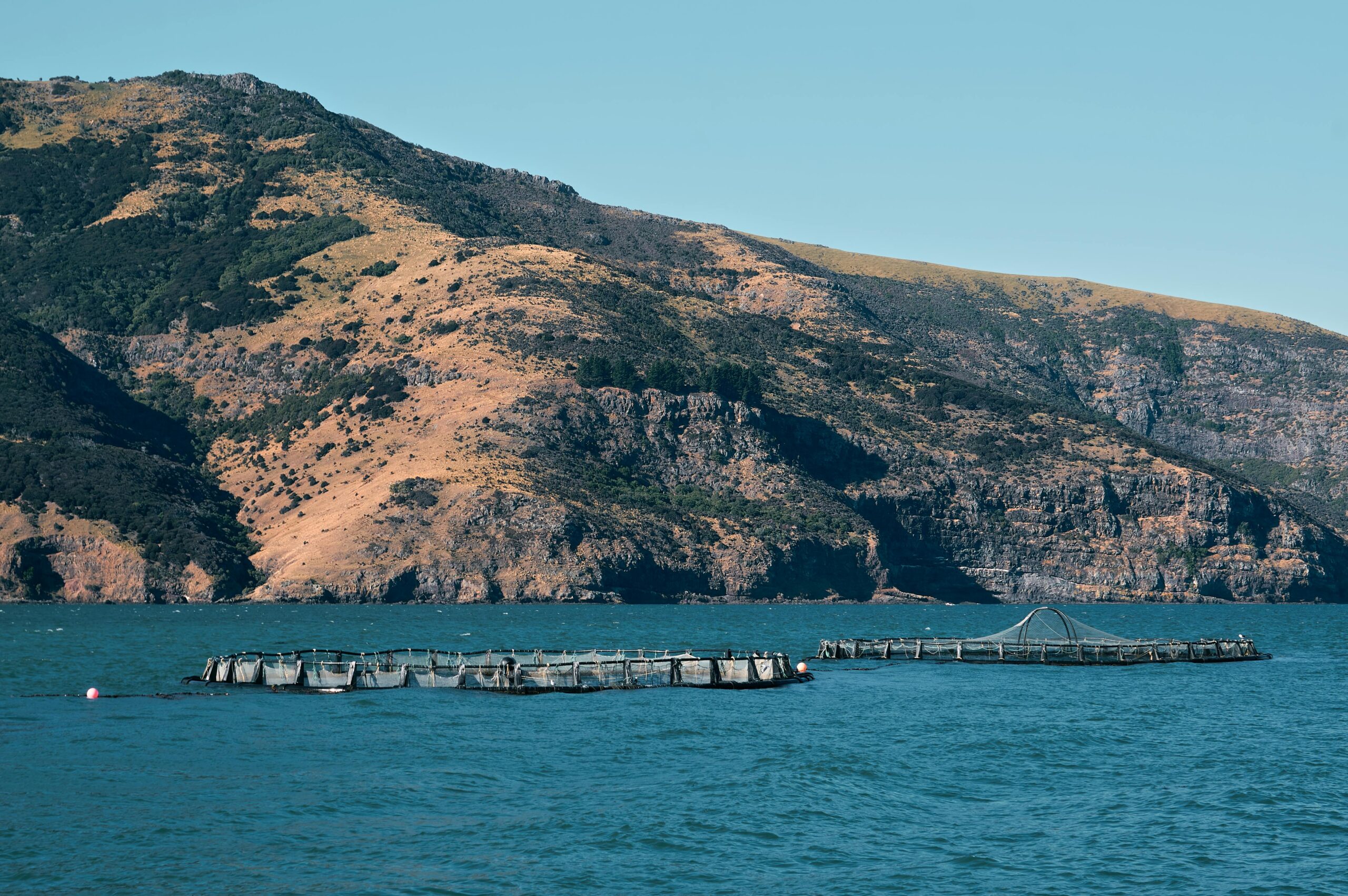AI in Fisheries Management: Revolutionizing Sustainable Practices - 2024